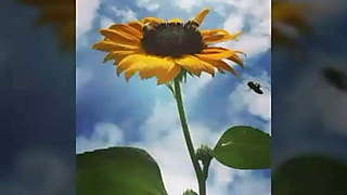 Indian married bhabhi affair